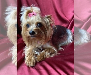 Mother of the Yorkshire Terrier puppies born on 10/13/2025