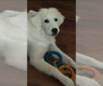 Small #1 Great Pyrenees