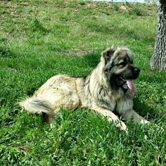 Father of the Caucasian Shepherd Dog puppies born on 07/04/2016