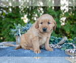 Small Photo #4 Golden Retriever Puppy For Sale in NAPPANEE, IN, USA