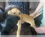 Small American Pit Bull Terrier