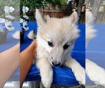 Small Photo #75 Pomsky Puppy For Sale in LOVELAND, CO, USA