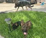 Small #3 German Shepherd Dog