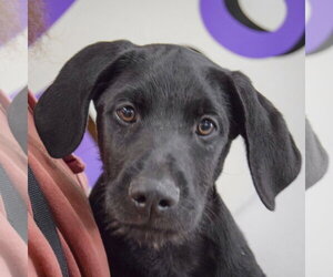 Mutt Dogs for adoption in Huntley, IL, USA