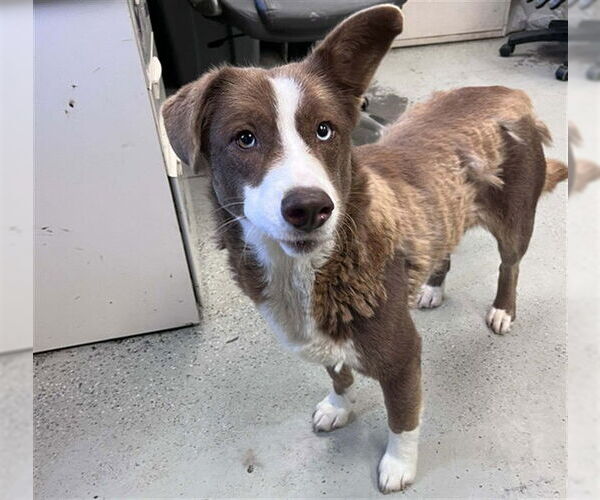 Medium Photo #1 Border Collie-Unknown Mix Puppy For Sale in Stockton, CA, USA