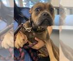 Small French Bulldog