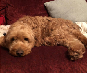 Mother of the Goldendoodle (Miniature) puppies born on 08/01/2019