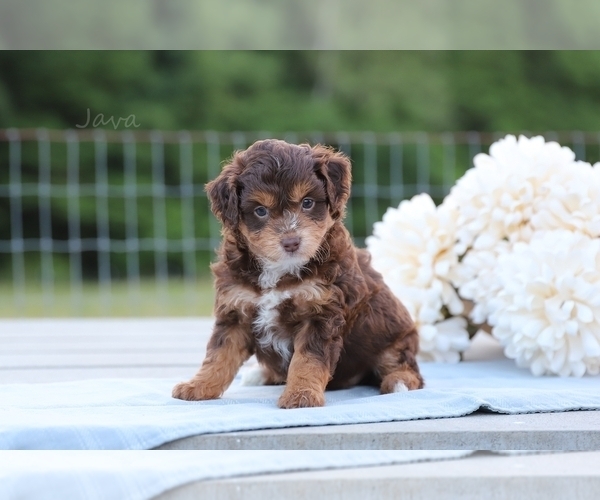 Medium Photo #4 F2 Aussiedoodle Puppy For Sale in BLUFORD, IL, USA