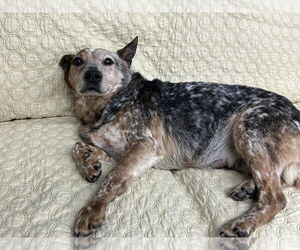 Mutt Dogs for adoption in Highland, IL, USA