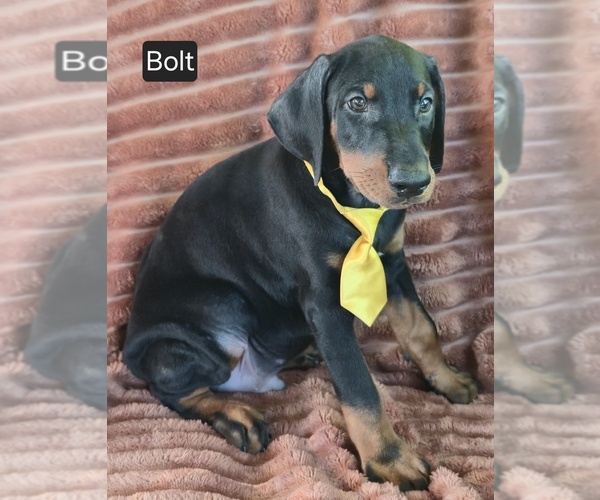Medium Photo #5 Doberman Pinscher Puppy For Sale in ALBANY, OH, USA