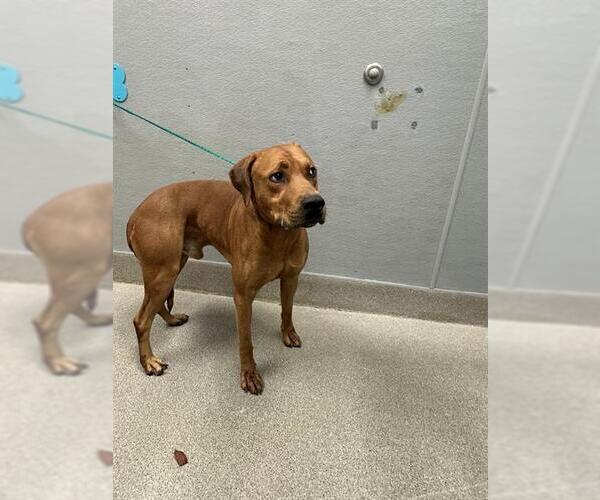 Medium Photo #1 Rhodesian Ridgeback-Unknown Mix Puppy For Sale in Las Vegas, NV, USA