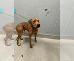 Small Rhodesian Ridgeback Mix