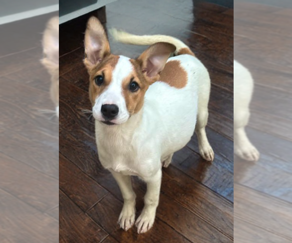 Medium Photo #1 Sheprador Puppy For Sale in Phoenix, AZ, USA