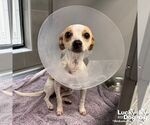 Small #1 Chihuahua Mix