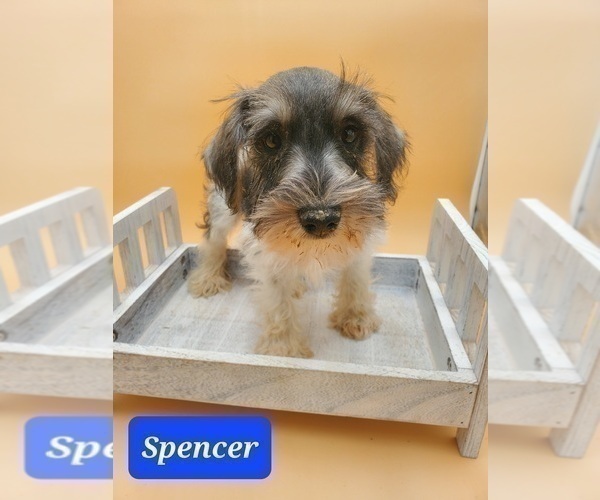 Medium Photo #7 Schnauzer (Miniature) Puppy For Sale in GOSHEN, IN, USA
