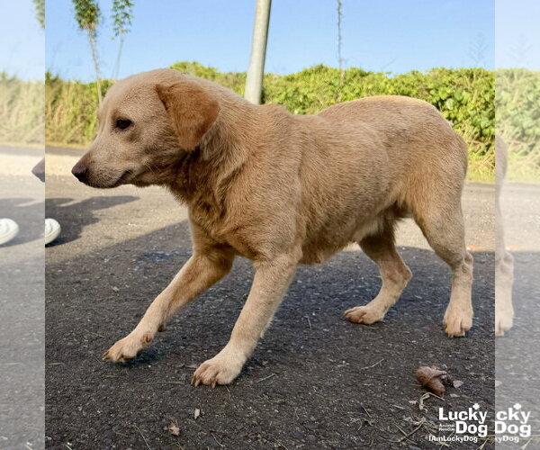 Medium Photo #2 Labrador Retriever-Unknown Mix Puppy For Sale in Washington, DC, USA