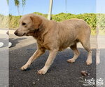 Small #1 Labrador Retriever Mix
