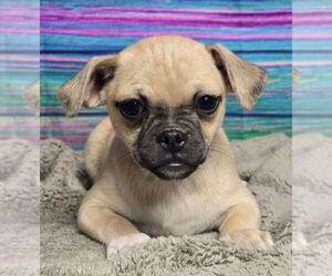 Chug Dogs for adoption in Lakewood, CO, USA