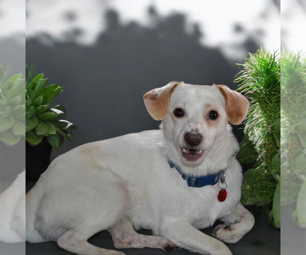 Medium Photo #21 Mutt Puppy For Sale in Bellingham, WA, USA