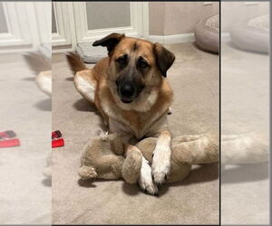 German Shepherd Dog-Great Pyrenees Mix Dogs for adoption in Winston Salem, NC, USA