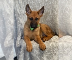 Malinois Puppy for sale in LAKELAND, FL, USA
