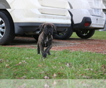 Small Photo #6 Cane Corso Puppy For Sale in CAMBY, IN, USA