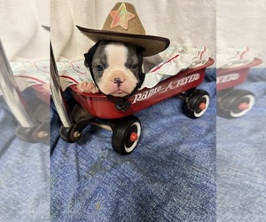 Boston Terrier Puppy for sale in FREDONIA, KS, USA