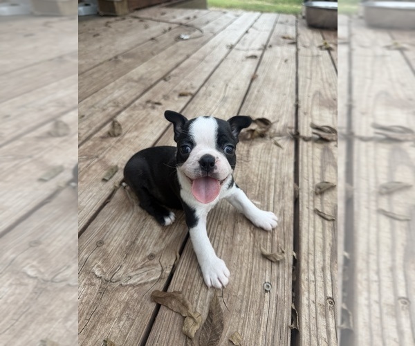Medium Photo #4 Boston Terrier Puppy For Sale in FREDONIA, KS, USA