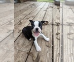Small #3 Boston Terrier