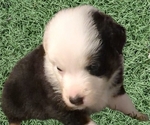 Small #1 Australian Shepherd