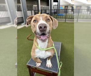 Basset Hound-Unknown Mix Dogs for adoption in Waco, TX, USA