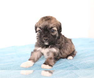 Havanese Dog for Adoption in SHILOH, Ohio USA
