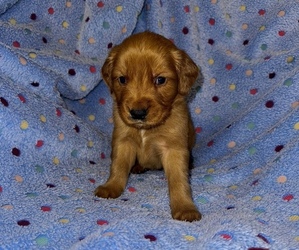 Golden Retriever Puppy for sale in JACKSONVILLE, FL, USA