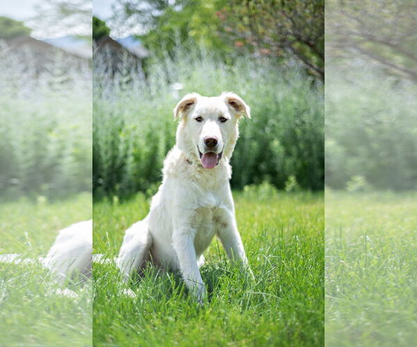 Medium Photo #22 Huskies -Unknown Mix Puppy For Sale in Sandy, UT, USA