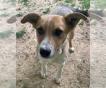 Small #2 Mutt