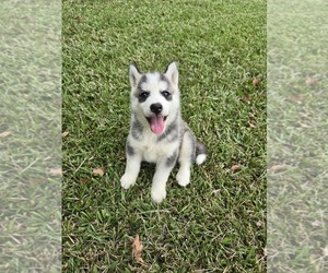 Siberian Husky Puppy for Sale in GODWIN, North Carolina USA