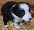 Small Photo #15 Border Collie Puppy For Sale in WHITE SALMON, WA, USA