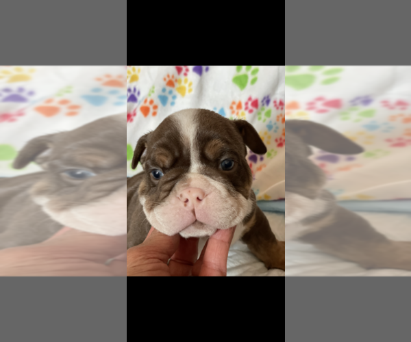 Medium Photo #5 English Bulldog Puppy For Sale in LOS GATOS, CA, USA