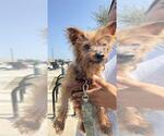 Small Mutt