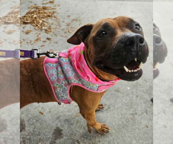 Medium Photo #1 Boxer-Unknown Mix Puppy For Sale in oakland, FL, USA