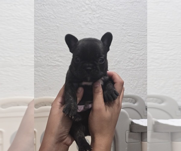 Medium Photo #1 French Bulldog Puppy For Sale in NORTH PORT, FL, USA