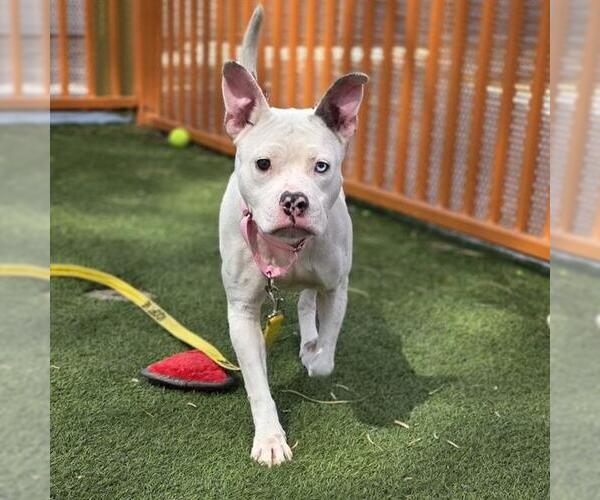 Medium Photo #1 Mutt Puppy For Sale in Las Vegas, NV, USA