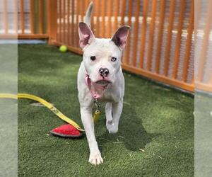 Mutt Dogs for adoption in Las Vegas, NV, USA