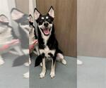 Small Siberian Husky