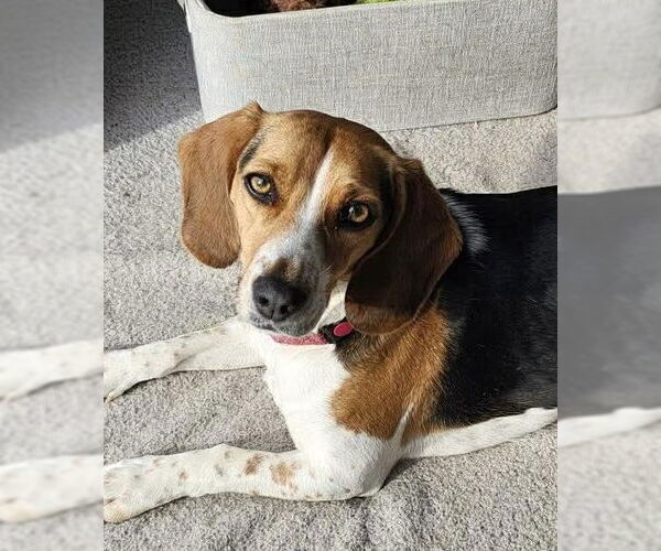 Medium Photo #1 Beagle-Unknown Mix Puppy For Sale in pomfret, CT, USA