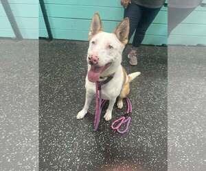 Rosalyn - Female Mutt Dog for Adoption - Photo #5