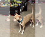 BLONDIE #3 - Female Mutt Dog for Adoption - Small photo