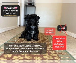 Morkie Puppy for sale in TUCSON, AZ, USA