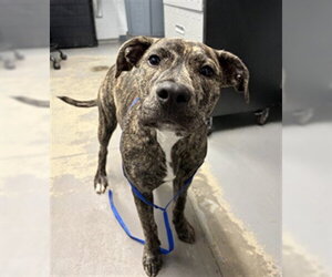 American Staffordshire Terrier-Unknown Mix Dogs for adoption in Tallahassee, FL, USA