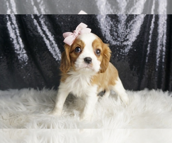 Medium Photo #51 Cavalier King Charles Spaniel Puppy For Sale in WARSAW, IN, USA